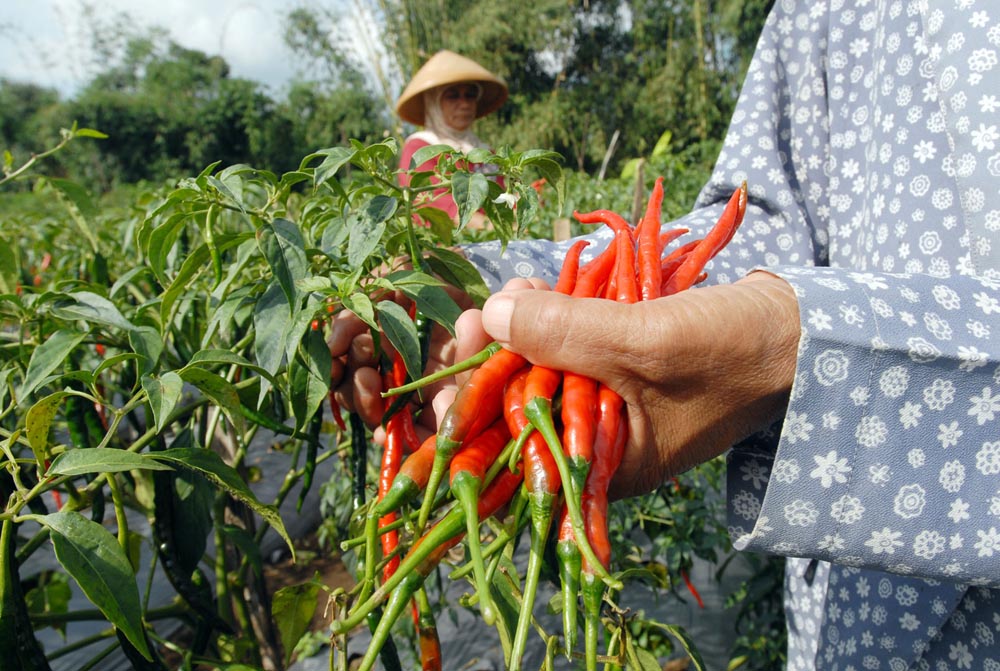 Cabai Hortikultura, Masa Produktivitas dan Manajemen Produksi