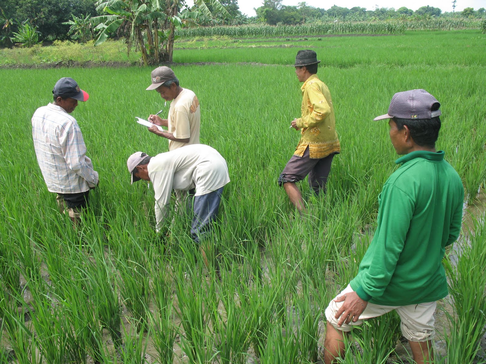 Pertanian dan Perlindungan Tanaman