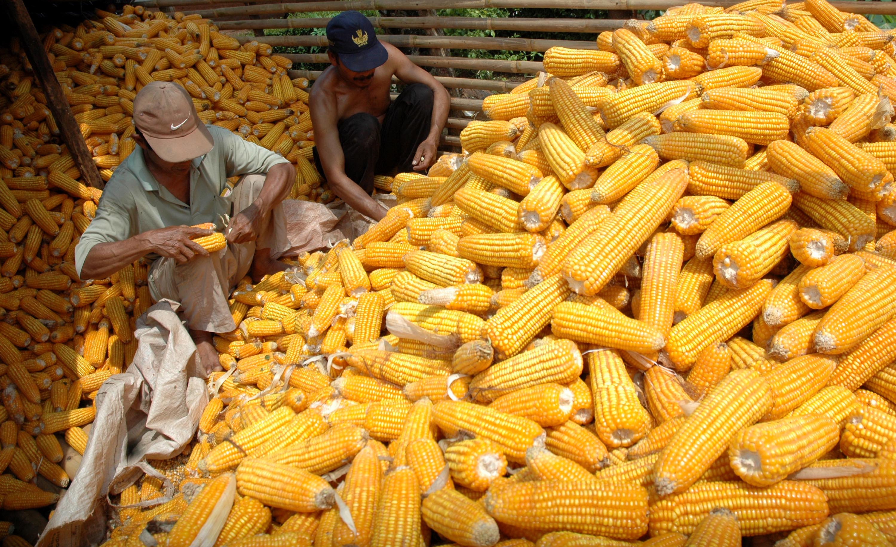 Permasalahan Pengembangan Kelembagaan Petani