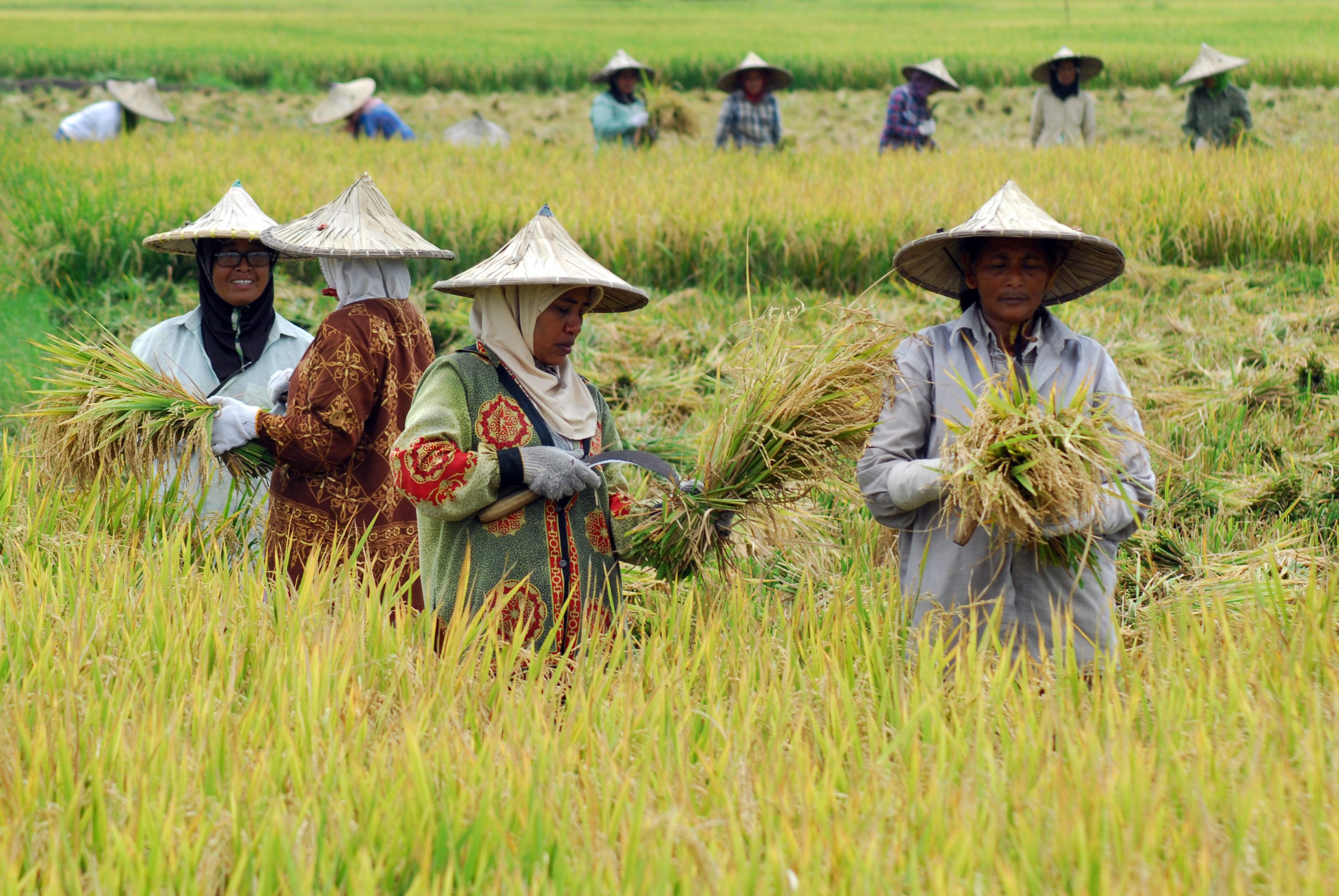 Pengaruh Sektor Pertanian terhadap Pendapatan Nasional
